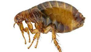 can fleas live at higher elevations in
