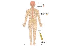 It generates, modulates and transmits information in the human body. Week 3 Tissue Structure And Function 2 6 Communication Functions Of The Nervous System Openlearn Open University Oufl 008