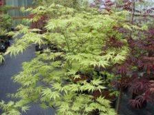 Selection from talon buchholz has green margins and ghostly cream colored centers on the leaves. Acer Palmatum Amber Ghost Ubc Botanical Garden Forums