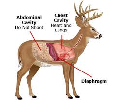 27 Punctilious Elk Vitals Diagram