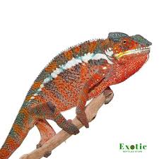 tamatave panther chameleon exotic
