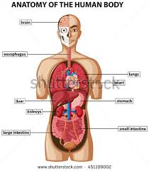 Human Body Organ Diagram Under Fontanacountryinn Com