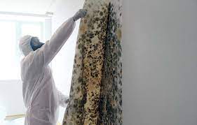 Remove Mold From My Painted Walls