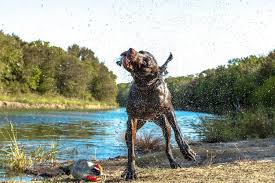 dog needs to roll in mud after a bath