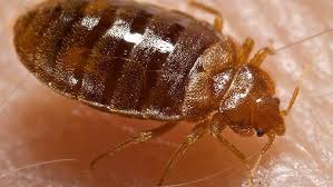 Things To Know About Bed Bugs In Chicago