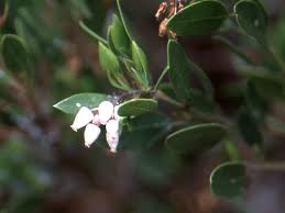 arctostaphylos densiflora landscape