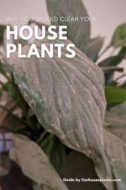 How To Clean Your Houseplants Our