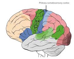 cerebral cortex anatomy concise