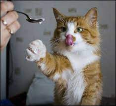 Chat gourmand