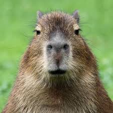 Los carpinchos, que también pueden ser conocidos como capibaras, son los roedores vivientes la población de este tipo de roedor, el más grande del mundo, no paró de aumentar en la zona en los. Cuidados De Una Capibara