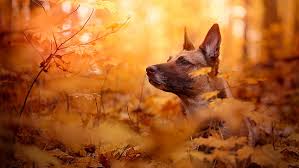 HD wallpaper: dog breed, autumn leaves, malinois, belgian shepherd, belgian shepherd dog | Wallpaper Flare
