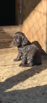 Puppies will be up to date on shots and deworming. Boykin Spaniel Puppies For Sale At The Gopher Plantation Facebook