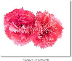Border carnation cultivars on the other hand often showcase double flowers, brandishing. Pink Carnation Flowers Dianthus Caryophyllus January Flower Art Print Barewalls Posters Prints Bwc2583105