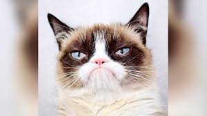 internet star grumpy cat s at age of