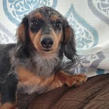 Puppyfinder.com is your source for finding an ideal dachshund puppy for sale in usa. Jacisdachshunds Dachshund Puppies