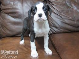 We are a family kennel that specializes in boxers and boston terriers. Boxer Dog Female Black White 2639525 Petland Frisco Tx
