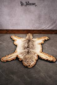 coyote rug sku 2500 all taxidermy