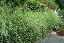 10 Ornamental Grasses For Texture
