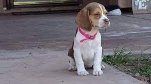 miniature tiny pocket beagles puppies