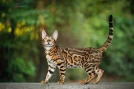 Beautiful belgian cat named thor stirs the internet. How Big Do Bengal Cats Get Size Growth Chart Pet Keen