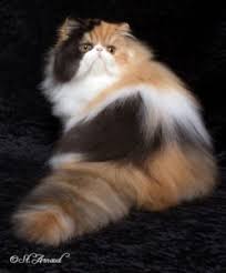 We have an adoption contract and all adoptions are subject to approval. Our Persian Cats At The Shows Pelaqita Persians