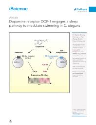 We did not find results for: Pdf Dopamine Receptor Dop 1 Engages A Sleep Pathway To Modulate Swimming In C Elegans
