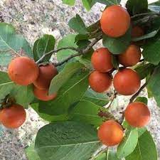 Kuchla seeds strychnine tree for sale (Strychnos nux vomica)