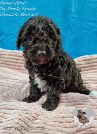 chocolate brown toy poodle puppy