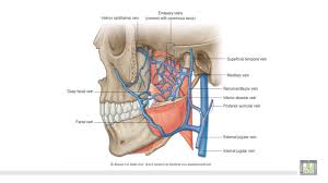 Anatomy 2 U1 L18 1 Venous And Lymphatic Drainage Of The Head And Neck