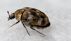 carpet beetles in delaware safe