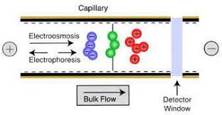 Resultado de imagem para eof electrophoresis