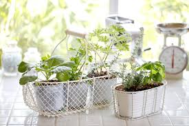 smart gardening growing plants at