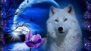 moving wolf wallpapers 72 images