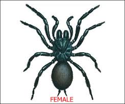 Spider Identification Chart Distribution Venom Toxicity