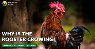 We did not find results for: Why Is The Rooster Crowing Backyard Chicken Advice