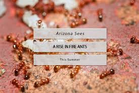 az sees a rise in fire ants this summer