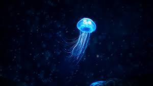 jellyfish wallpapers 55 images inside