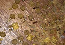 carpet beetle larvae infestation what