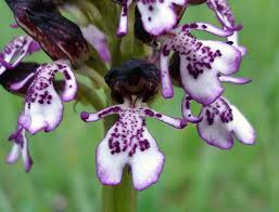 Orchis purpurea - Wikipedia