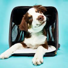 12 best dog carriers 2023 the strategist