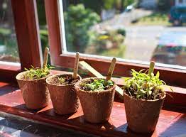 how to plant a windowsill garden at