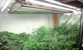 Best T 5 Grow Lights For Growing Cannabis