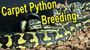 carpet python breeding you