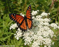 Image result for queen anne's lace