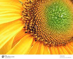 A sunflower showing a pattern in seed distribution gives a presentation of intersecting curves.