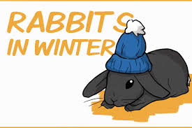 Rabbits In Winter How To Keep Your