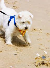 Outer banks pet friendly vacation rentals. Pet Friendly Outer Banks Rentals Brindley Beach Vacations Sales