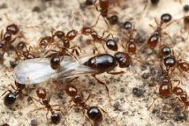 fire ants eat fire ant control
