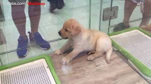 Petfinder has helped more than 25 million pets find their families through adoption. Dogs Puppies So Cute Playing Hong Kong China Pet Shop In Ladies Market Youtube