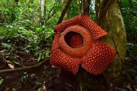 rafflesia khlong sok thailand